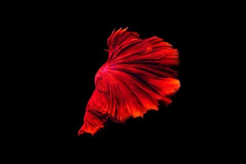 Betta fish Halfmoon Betta  moving moment beautiful  fish in thailand Foto stock