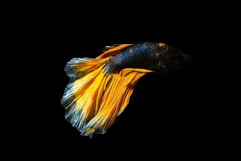 Betta fish Halfmoon Betta  moving moment beautiful  fish in thailand Stock Photos