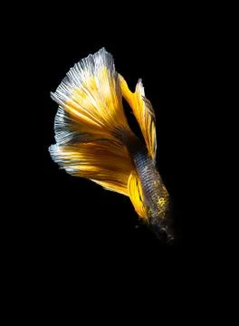 Betta fish Halfmoon Betta  moving moment beautiful  fish in thailand Foto stock