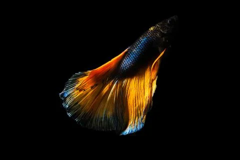 Betta fish Halfmoon Betta  moving moment beautiful  fish in thailand Stock Photos