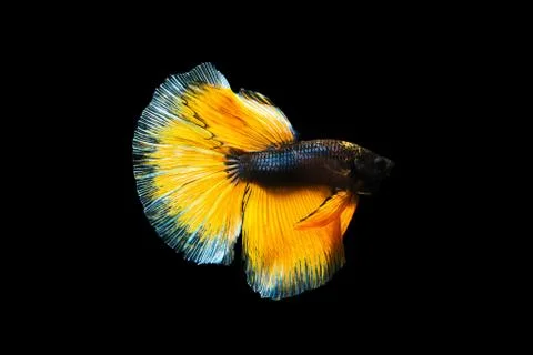 Betta fish Halfmoon Betta  moving moment beautiful  fish in thailand Stock Photos