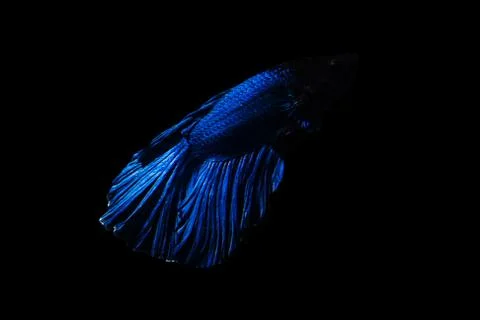 Betta fish Halfmoon Betta  moving moment beautiful  fish in thailand Stock Photos