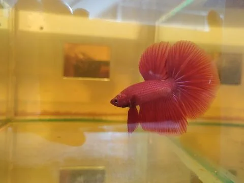 Betta fish Halfmoon Red Stock Photos