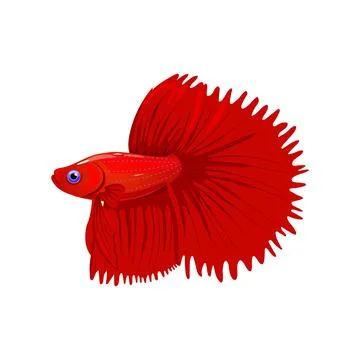 Betta fish isolated on white background.Siamese fighting fish in realistic style Stock Illustration
