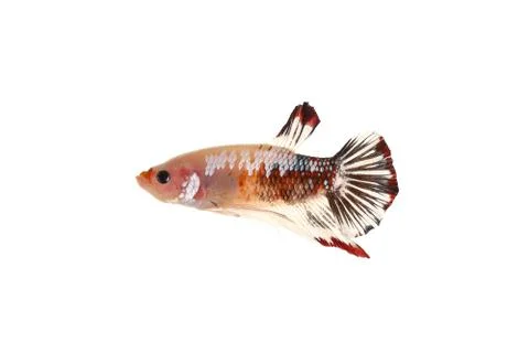 Betta fish (Koi form) Stock Photos