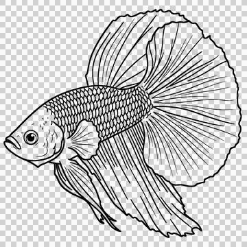 Betta fish line art drawing isolated on white background Stock-Illustration