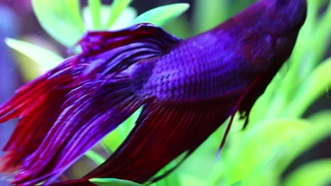 Betta fish, or Siamese cockerel Stock Footage 293343217