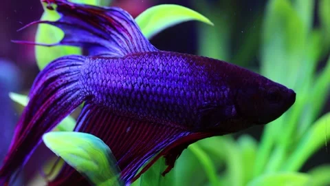 Betta fish, or Siamese cockerel, Betta splendens Stock Footage 293343749