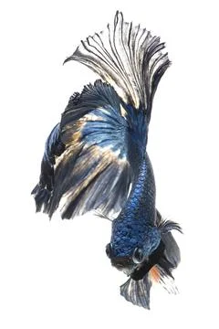 Betta fish or Siamese fighting fish on white background, Thai fighting fish Stock Photos
