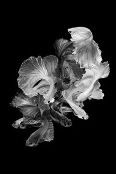 Betta fish or Siamese fighting fish Photos