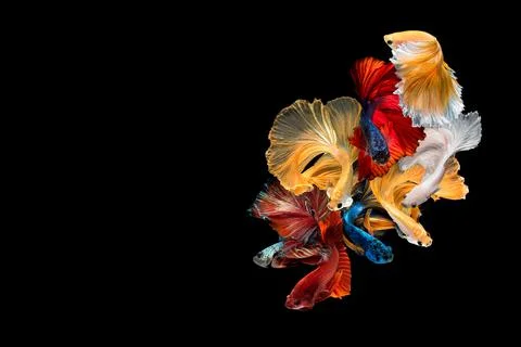 Betta fish or Siamese fighting fish Stock Photos
