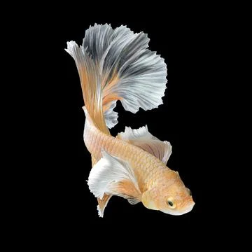 Betta fish or Siamese fighting fish isolated on black b Photos