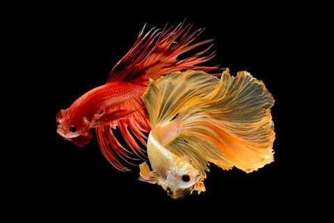 Betta fish or Siamese fighting fish Foto stock