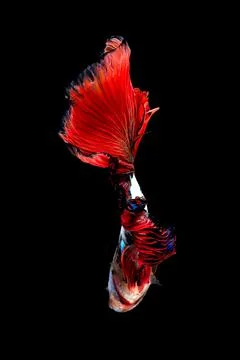 Betta fish or Siamese fighting fish Stock Photos