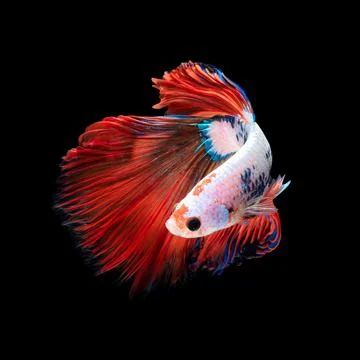 Betta fish or Siamese fighting fish Photos