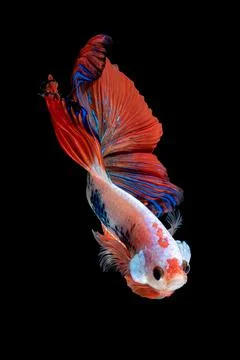 Betta fish or Siamese fighting fish Stock Photos
