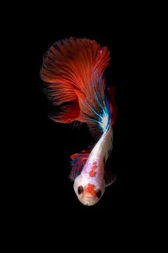 Betta fish or Siamese fighting fish Photos
