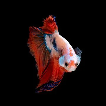 Betta fish or Siamese fighting fish Photos