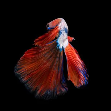 Betta fish or Siamese fighting fish Foto stock