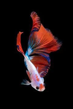 Betta fish or Siamese fighting fish Stock Photos