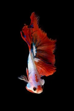 Betta fish or Siamese fighting fish Stock Photos