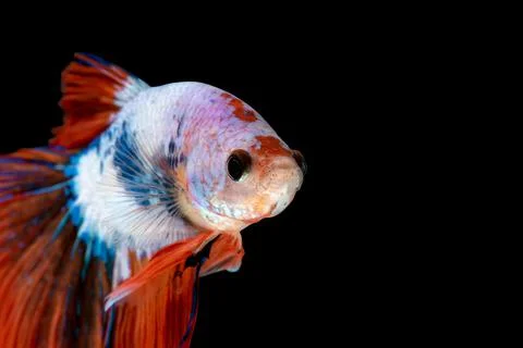 Betta fish or Siamese fighting fish Foto stock
