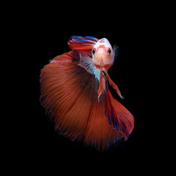 Betta fish or Siamese fighting fish Photos