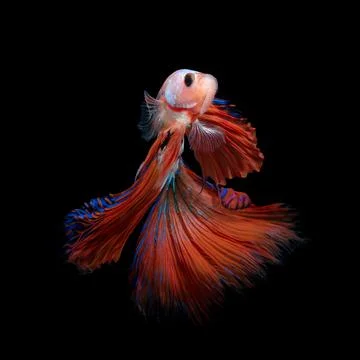 Betta fish or Siamese fighting fish Stock Photos