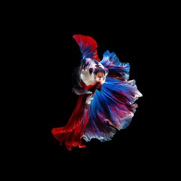 Betta fish or Siamese fighting fish Stock Photos