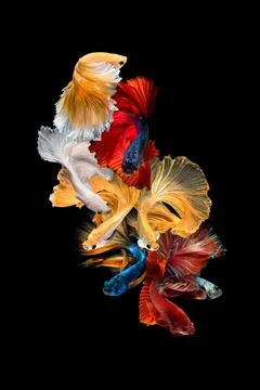 Betta fish or Siamese fighting fish Photos