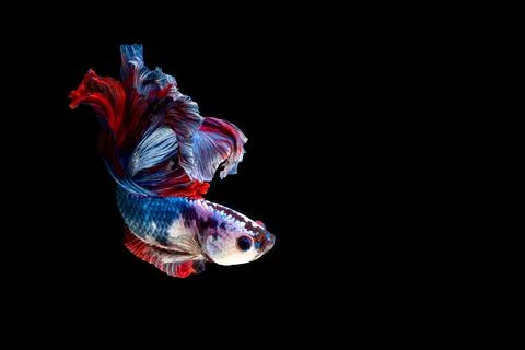 Betta fish or Siamese fighting fish Photos