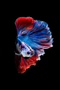 Betta fish or Siamese fighting fish Stock Photos