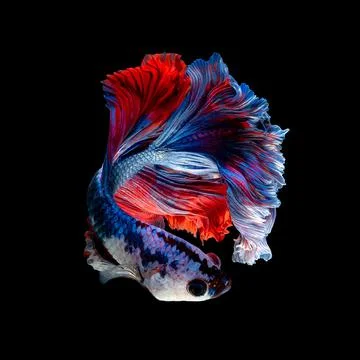 Betta fish or Siamese fighting fish Foto stock