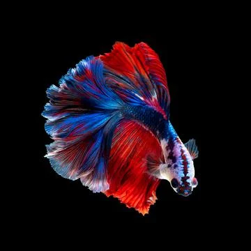 Betta fish or Siamese fighting fish Stock-Fotos