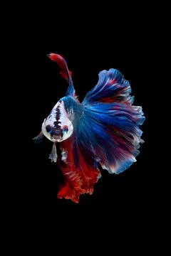 Betta fish or Siamese fighting fish 스톡 사진