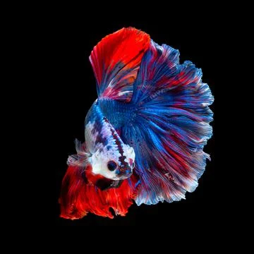 Betta fish or Siamese fighting fish Foto stock