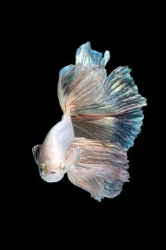 Betta fish or Siamese fighting fish Stock Photos