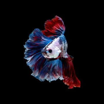 Betta fish or Siamese fighting fish 스톡 사진