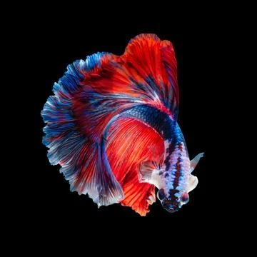 Betta fish or Siamese fighting fish Stock Photos