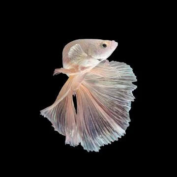 Betta fish or Siamese fighting fish Stock Photos