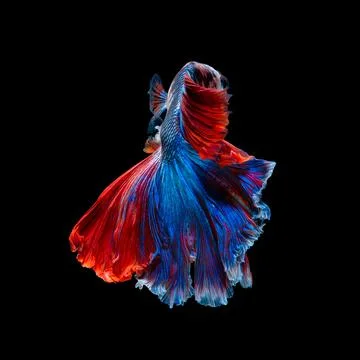 Betta fish or Siamese fighting fish Stock Photos