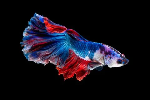 Betta fish or Siamese fighting fish Stock Photos