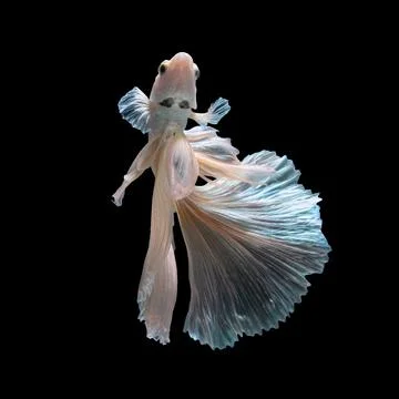 Betta fish or Siamese fighting fish Stock Photos