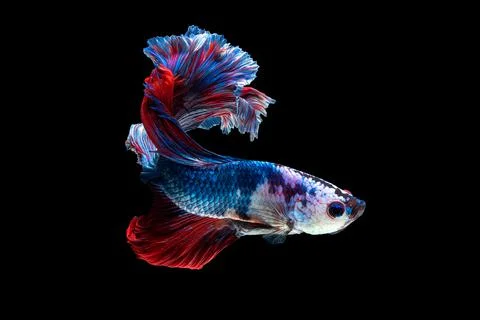 Betta fish or Siamese fighting fish Stock Photos