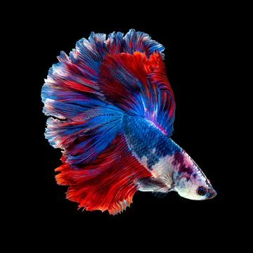 Betta fish or Siamese fighting fish Stock Photos