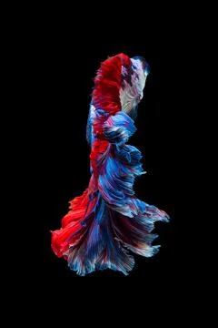 Betta fish or Siamese fighting fish Stock Photos