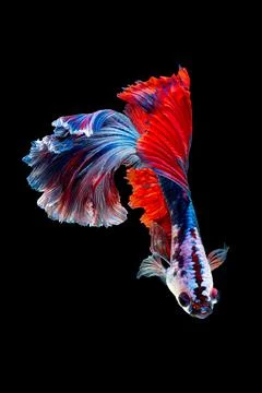 Betta fish or Siamese fighting fish Stock Photos