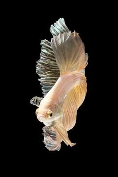 Betta fish or Siamese fighting fish Photos