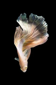 Betta fish or Siamese fighting fish 스톡 사진