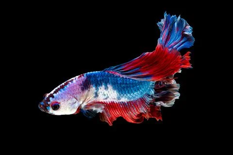 Betta fish or Siamese fighting fish Photos
